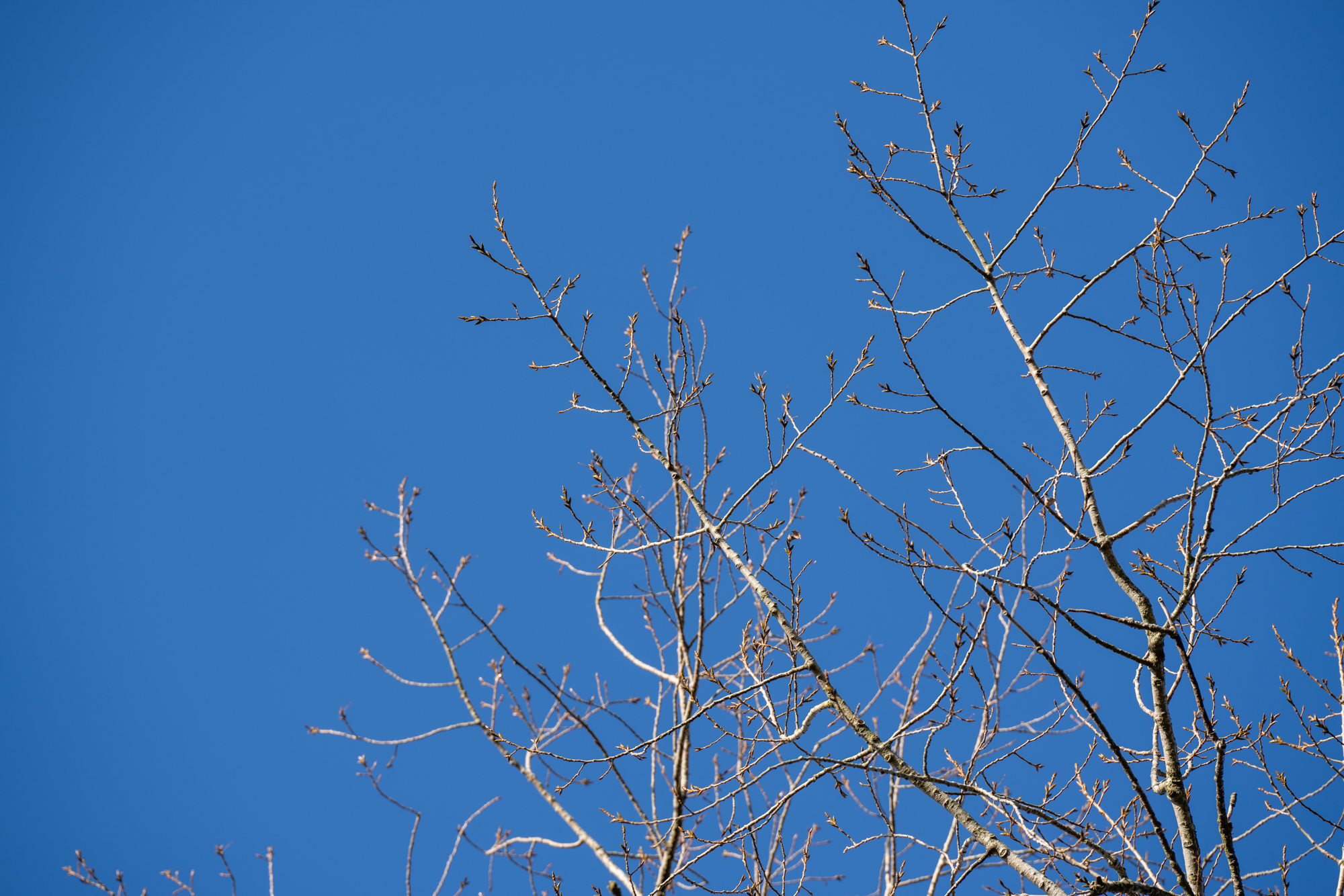 Tree branches in a blue sky