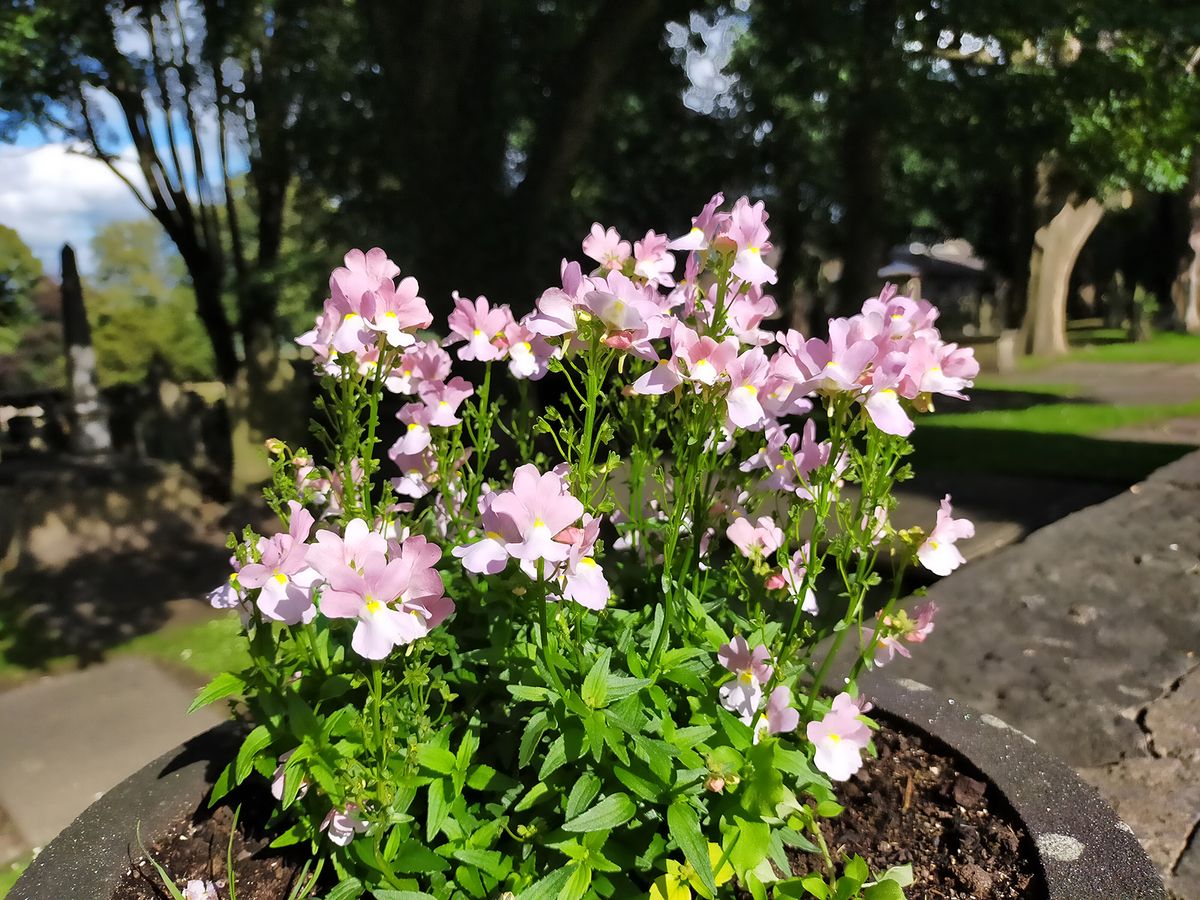 Oppo A72 camera sample