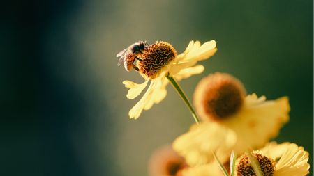 Bee on yellow blooms