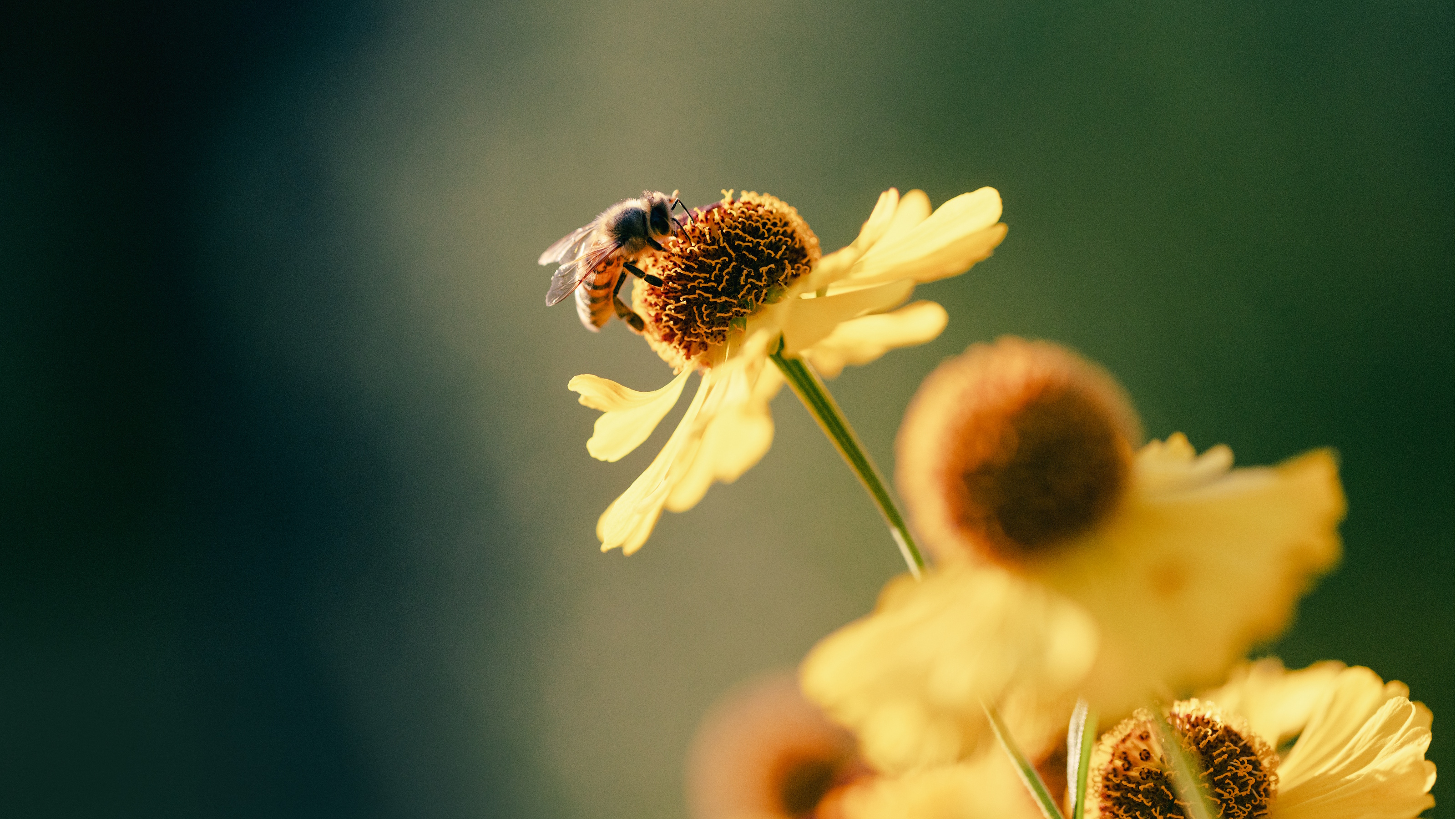 Bee on yellow blooms
