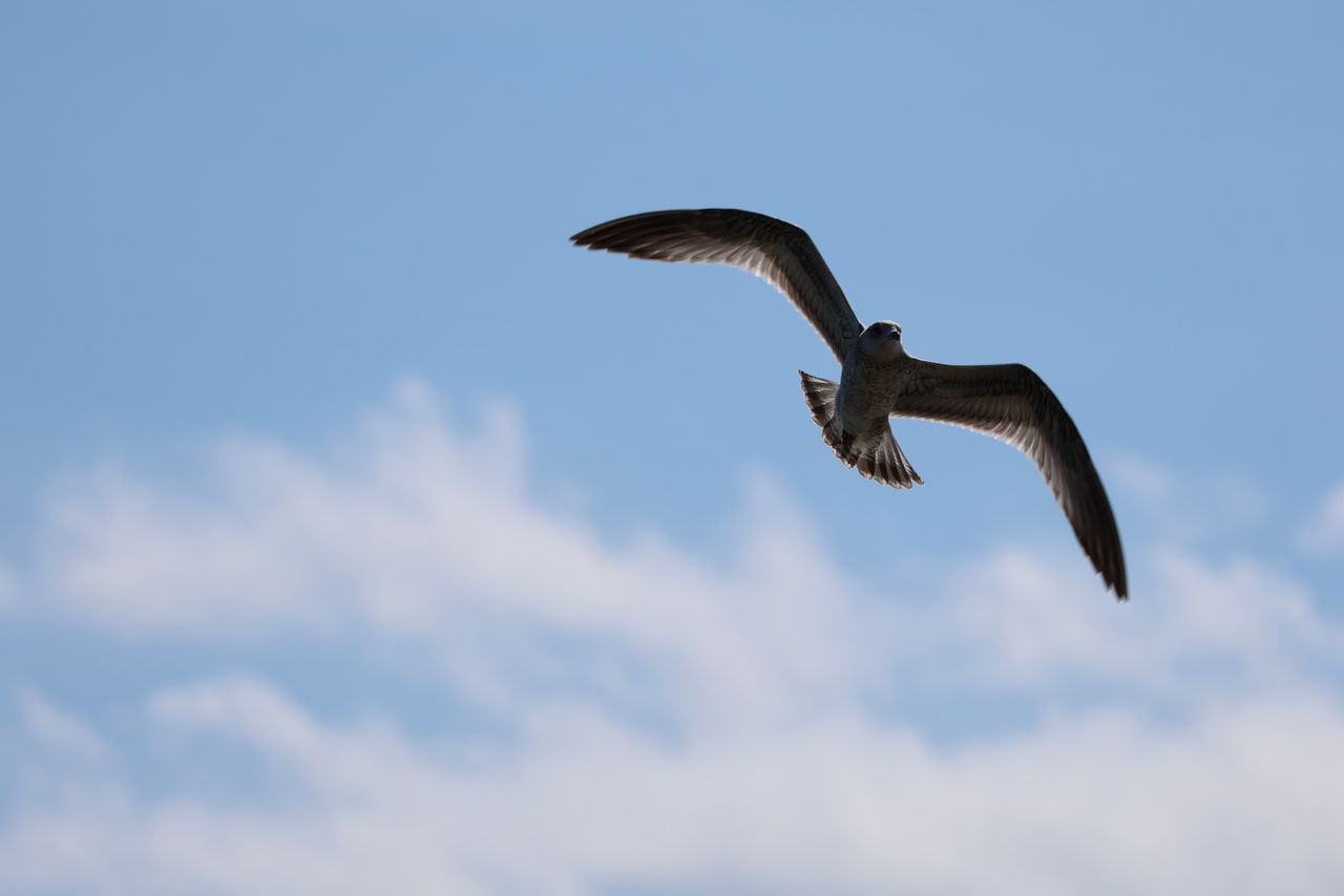 A sample image taken with the Canon EOS R8 Mark II and the RF 100-400mm f/5.6-8 IS USM
