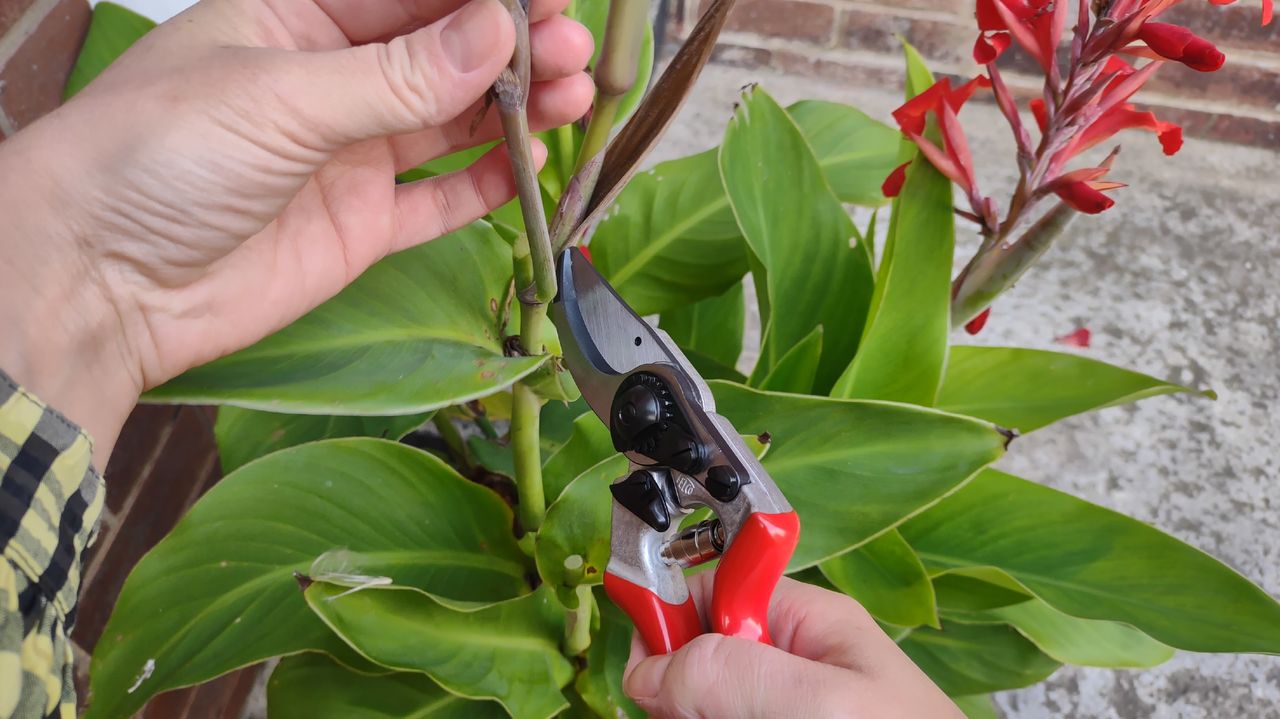 Deadheading canna lillies using a Felco 8 bypass pruner.