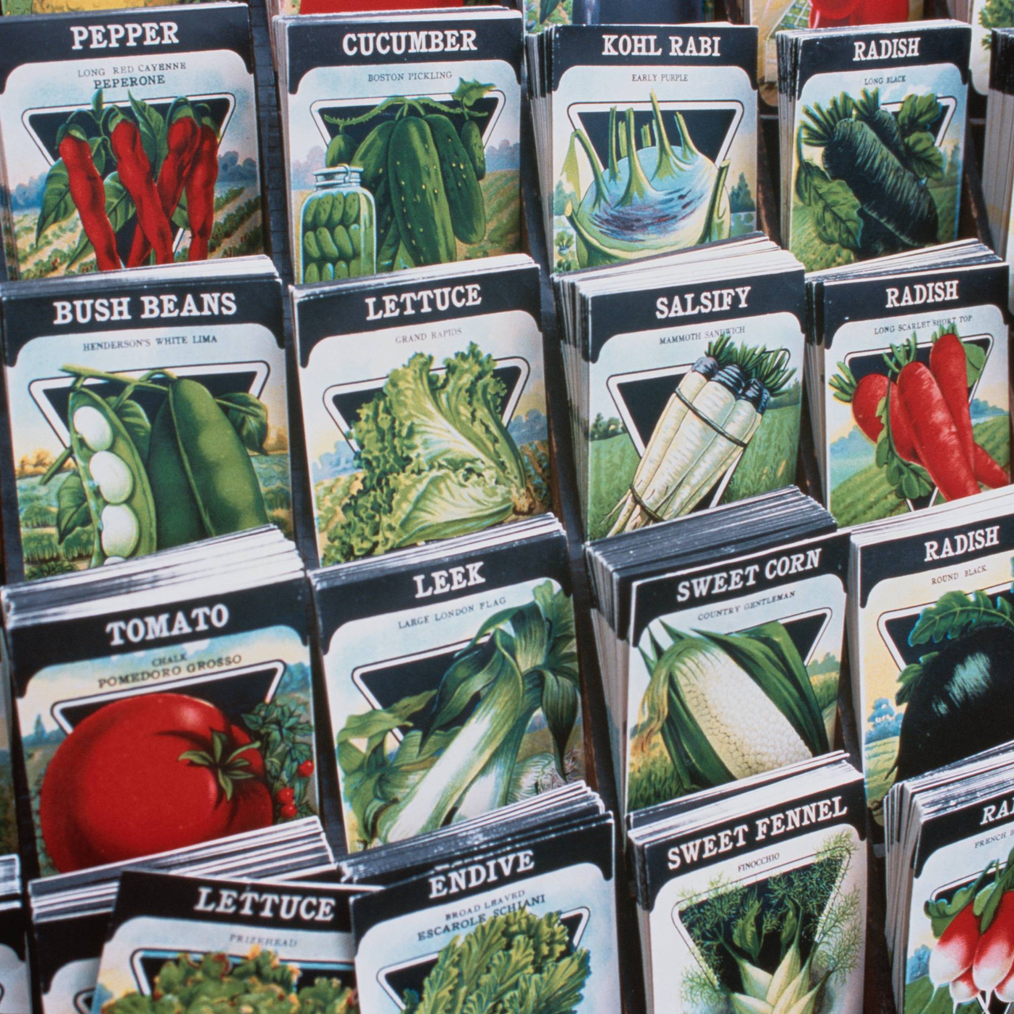 Rows of vegetable seeds for sale