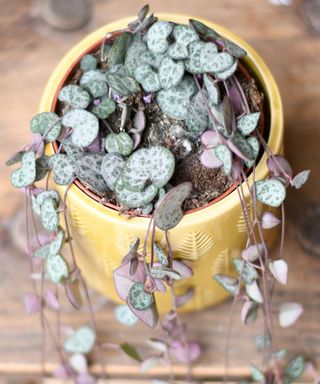 string of hearts plant in a yellow pot