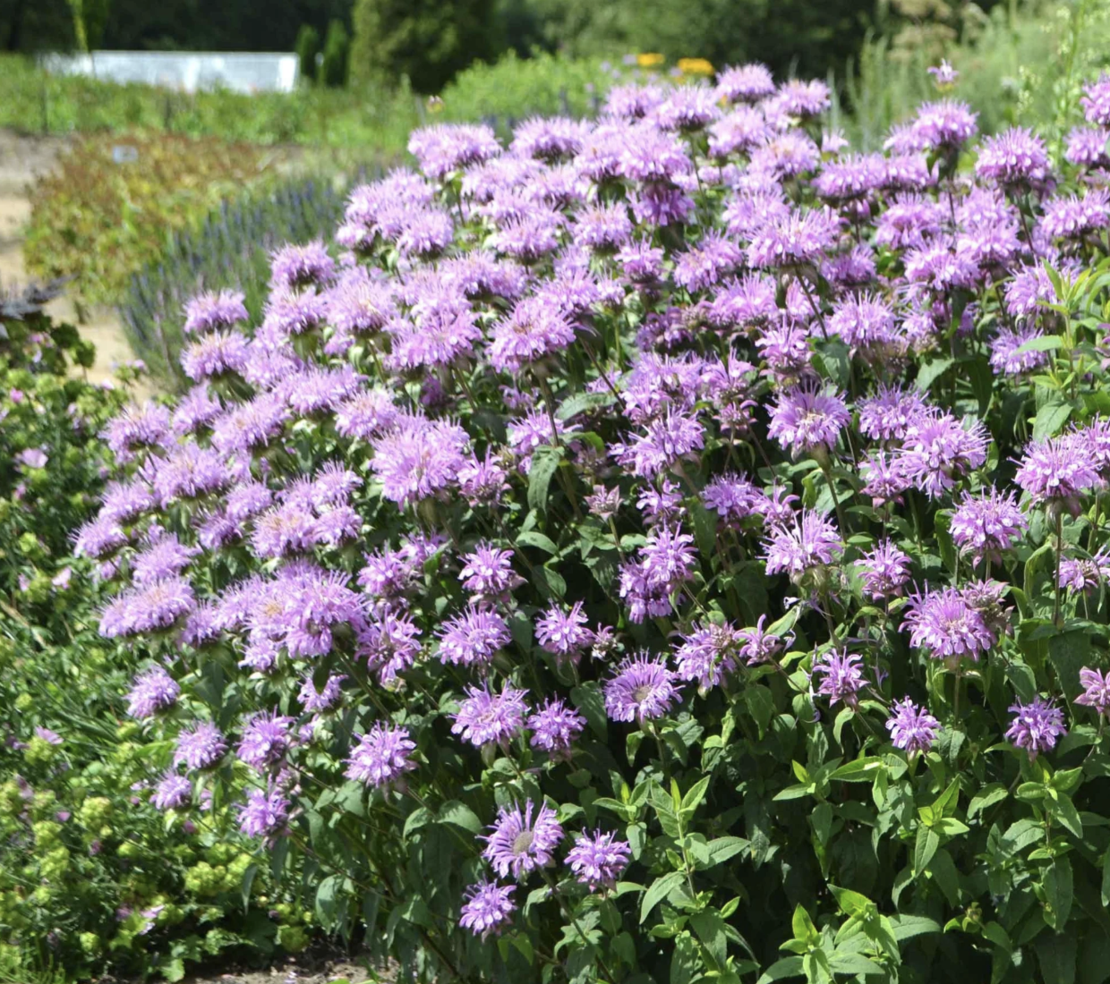 wild bergamot plant