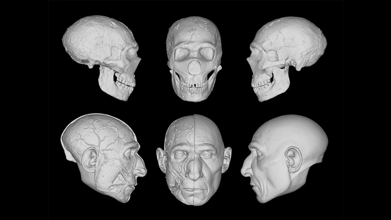 This progression shows how researchers can digitally reconstruct human relatives, including the Neanderthal known as Amud 1, shown here.