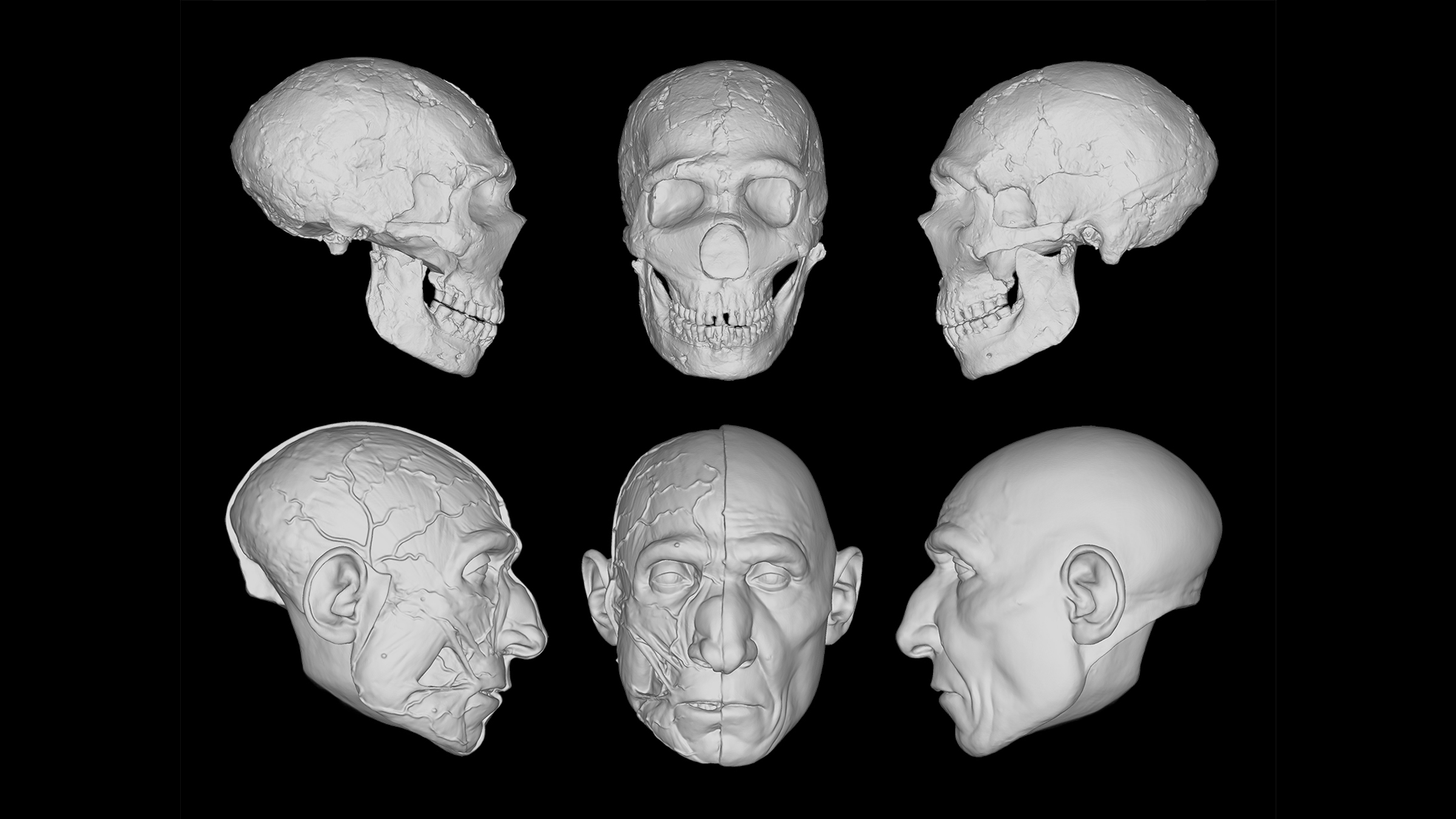 This progression shows how researchers can digitally reconstruct human relatives, including the Neanderthal known as Amud 1, shown here.