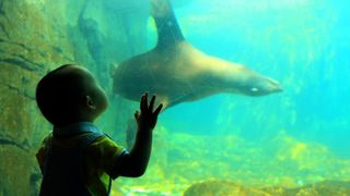 Baby leaning on glass to stare into aquarium