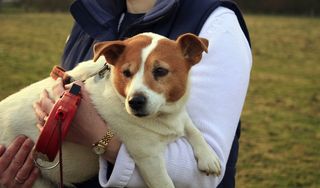 A fat dog being carried on a walk.