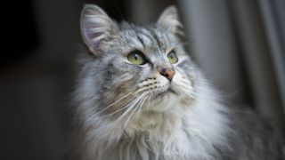 Fluffy siberian cat headshot