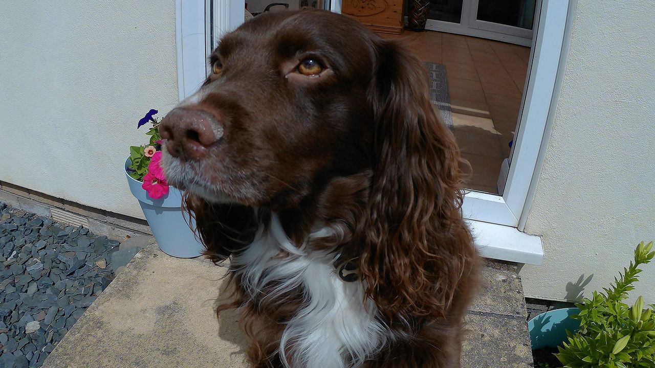 Photo of a dog, taken on the Olfi one.five Black action camera