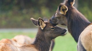 Elk calf and mother in field
