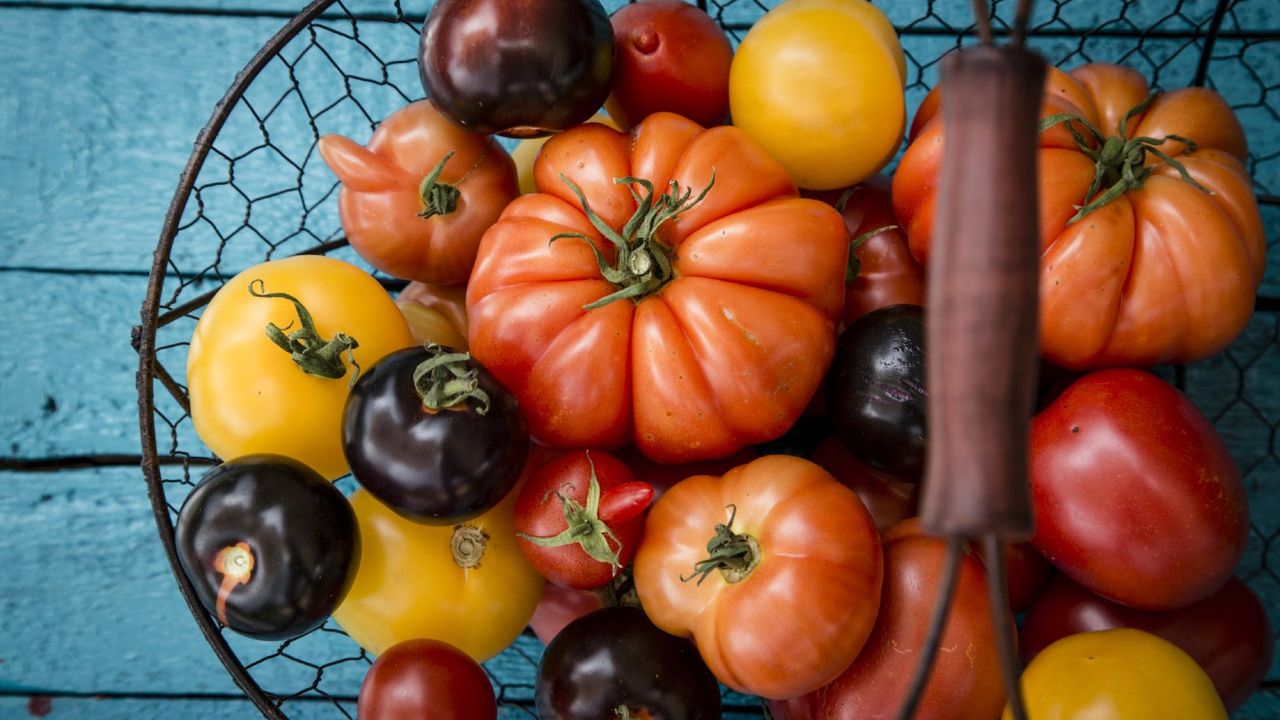 Tomatoes in a wire basket on top of blue table