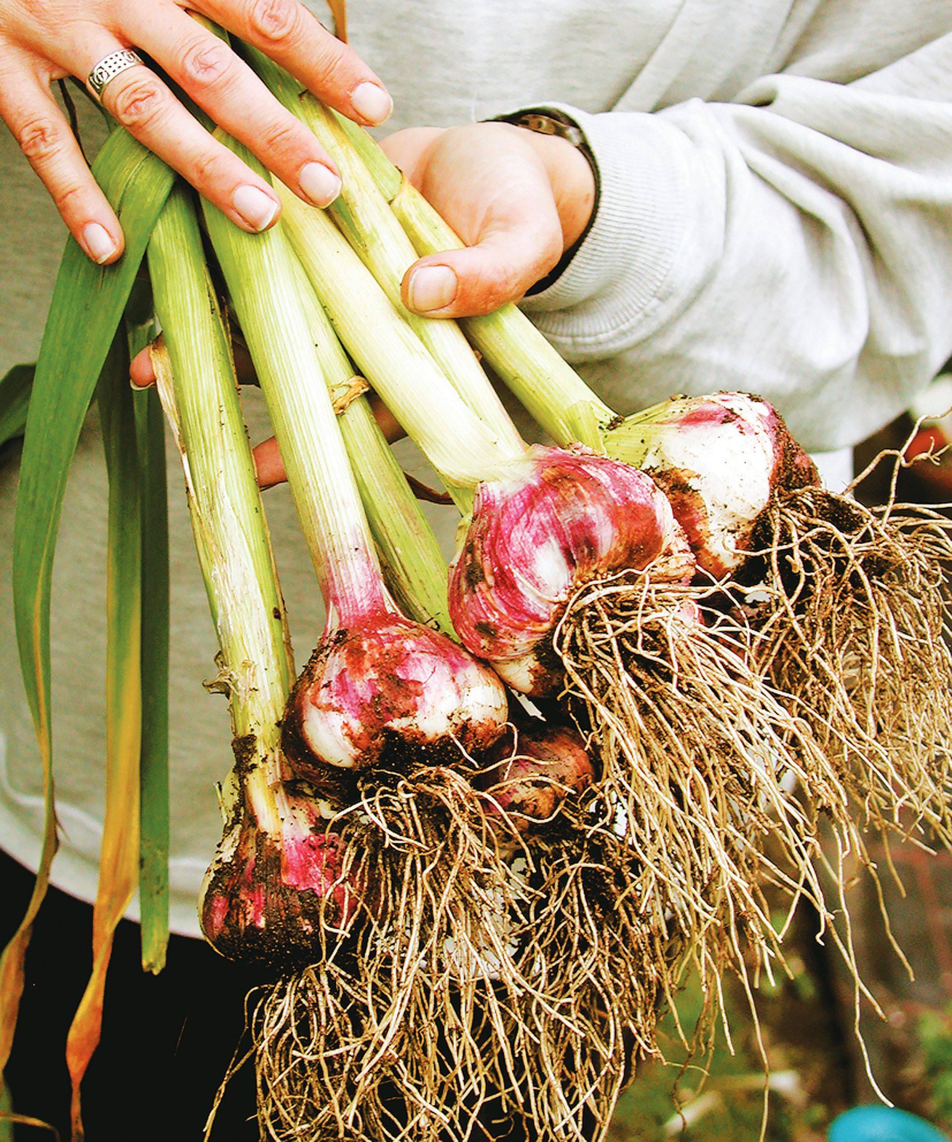 harvested garlic