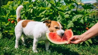 Jack Russell Terrier eating watermelon