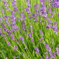 Munstead Lavender, Live Bareroot: $14.92 @ Home Depot