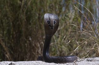 A spectacled cobra