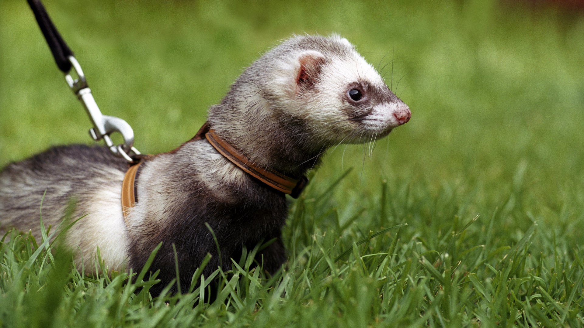 Pet ferret on lead