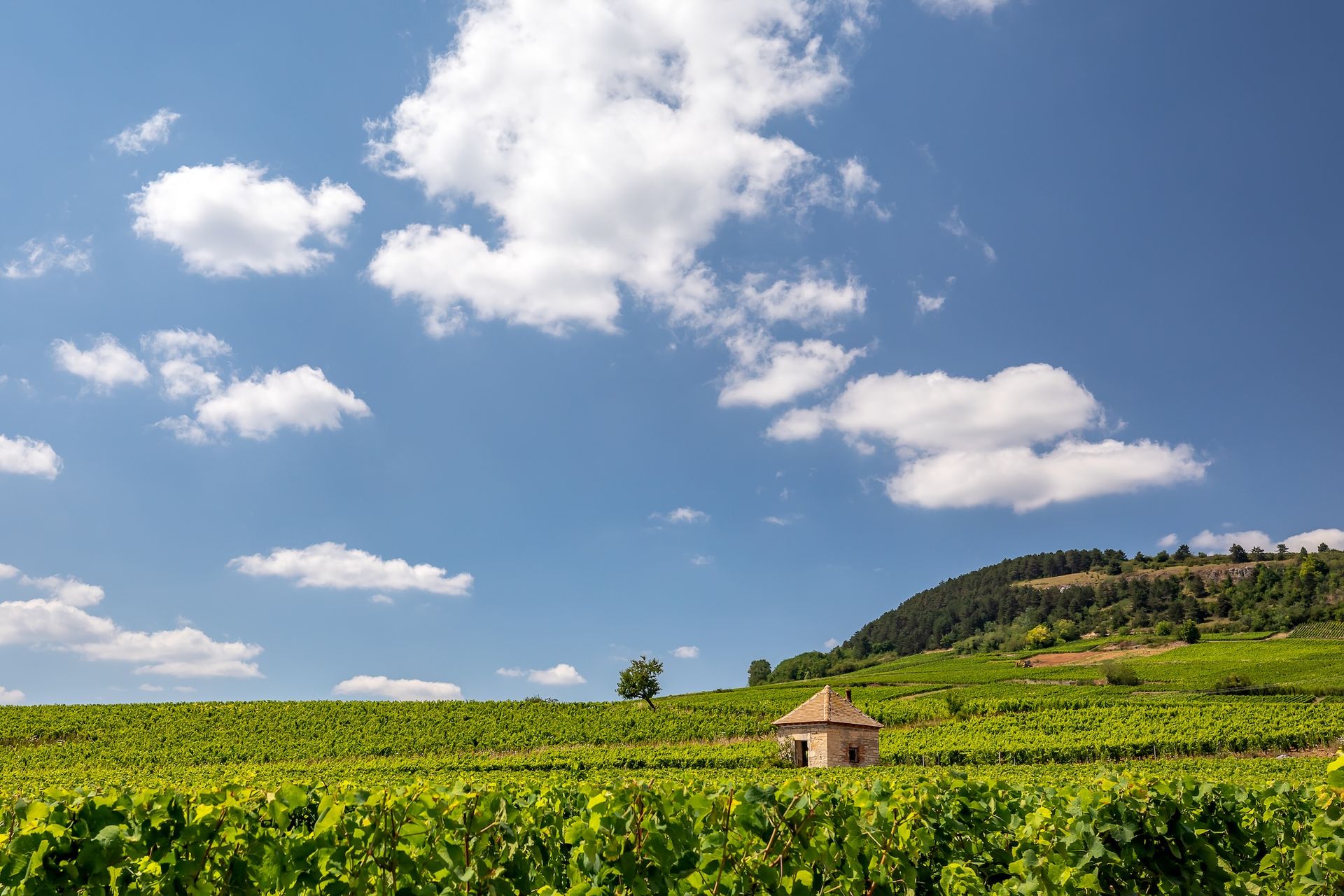 vineyards in Maranges