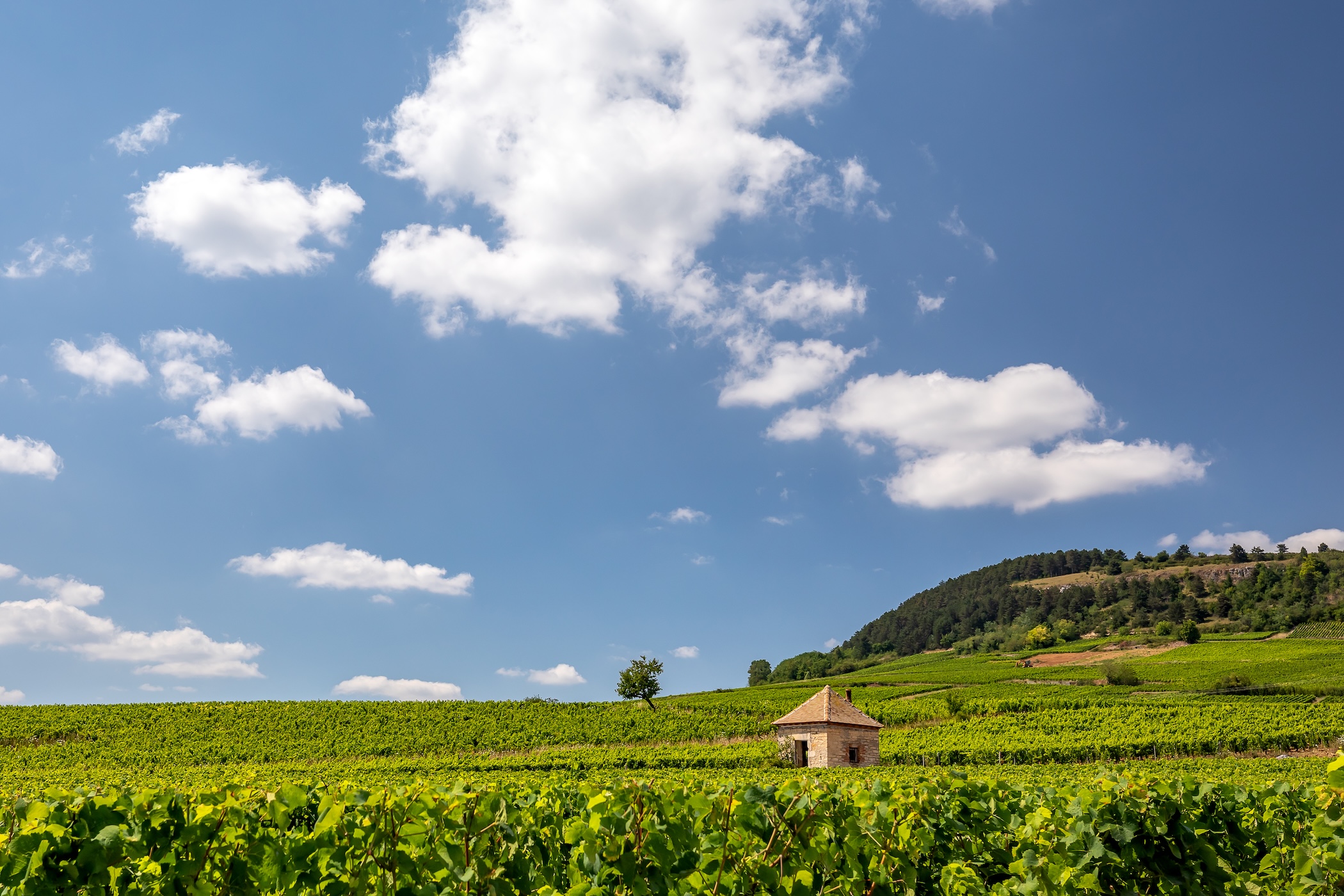 vineyards in Maranges