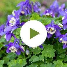 Blue flowering columbine perennial in shade garden.