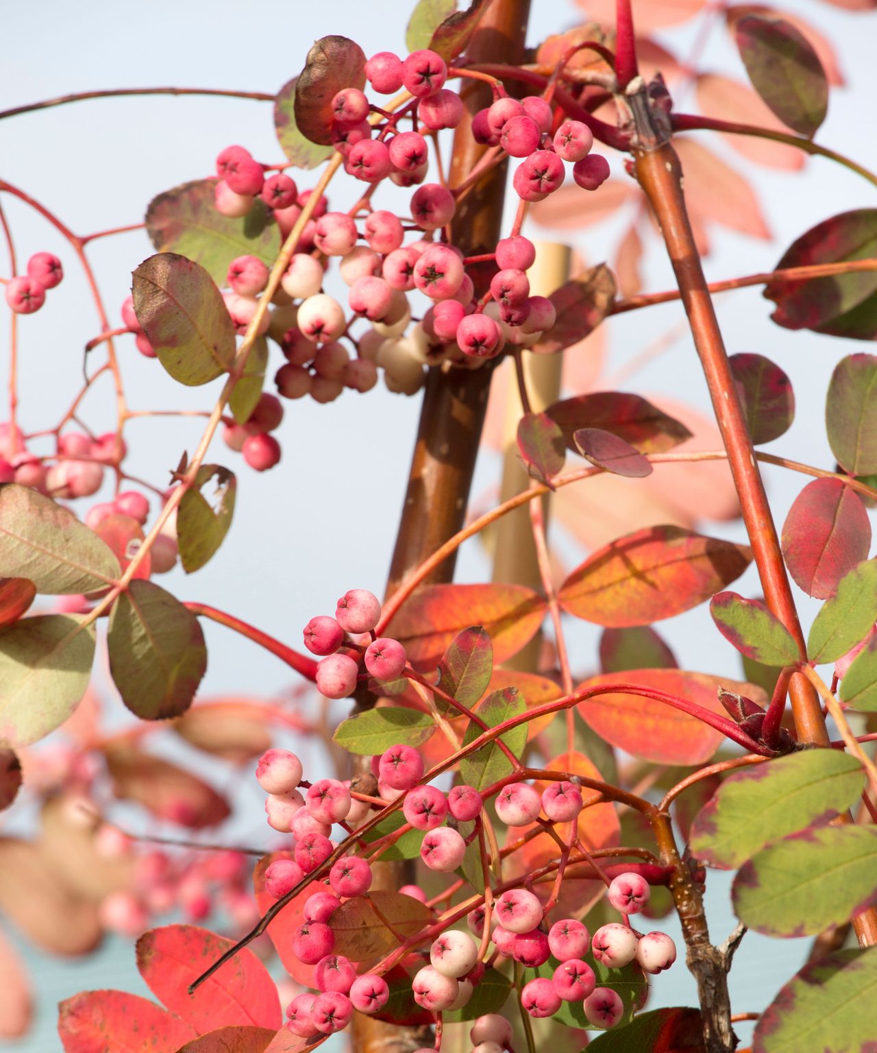 How to plant bare root trees in the ground or pots in winter Homes
