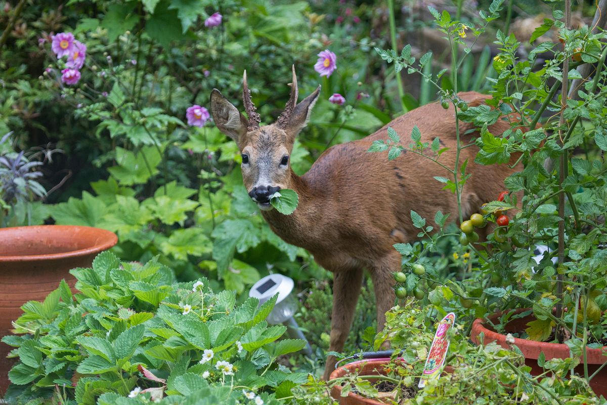 Deer resistant plants – 17 best shrubs, perennials and annuals
