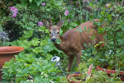Deer resistant plants - Deer eating plants in garden