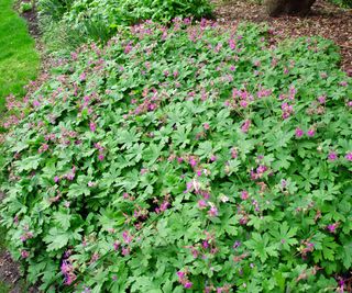 Low-growing geranium plant with bright purple flowers