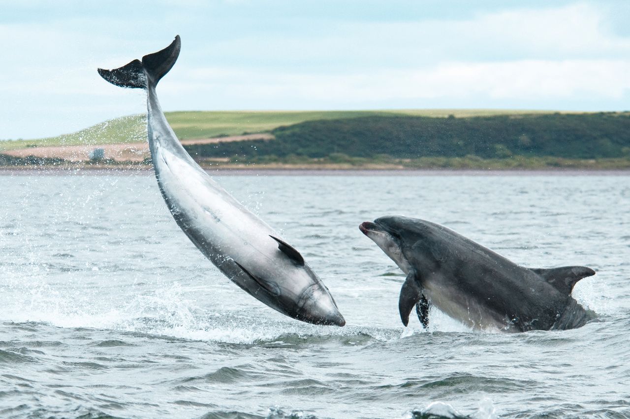 You&#039;d frolic freely too if you knew the King had your back: a pair of bottlenose dolphins make a splash off Chanonry Point near Inverness, Scotland. Credit: Amanda Fletcher via Getty Images