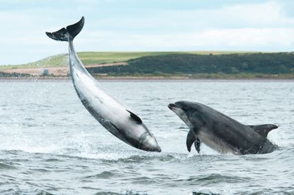 You'd frolic freely too if you knew the King had your back: a pair of bottlenose dolphins make a splash off Chanonry Point near Inverness, Scotland. Credit: Amanda Fletcher via Getty Images