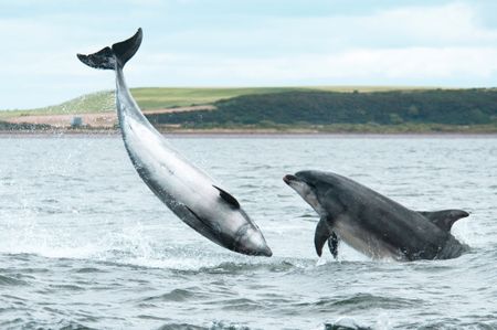 You'd frolic freely too if you knew the King had your back: a pair of bottlenose dolphins make a splash off Chanonry Point near Inverness, Scotland. Credit: Amanda Fletcher via Getty Images