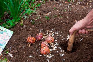 How to grow lilies: planting lily bulbs in a bed