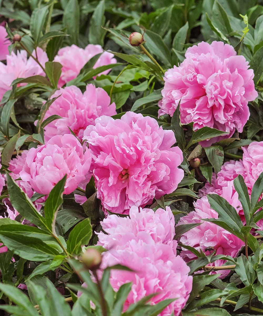 7 myths about planting peonies this plant expert wants you to know ...