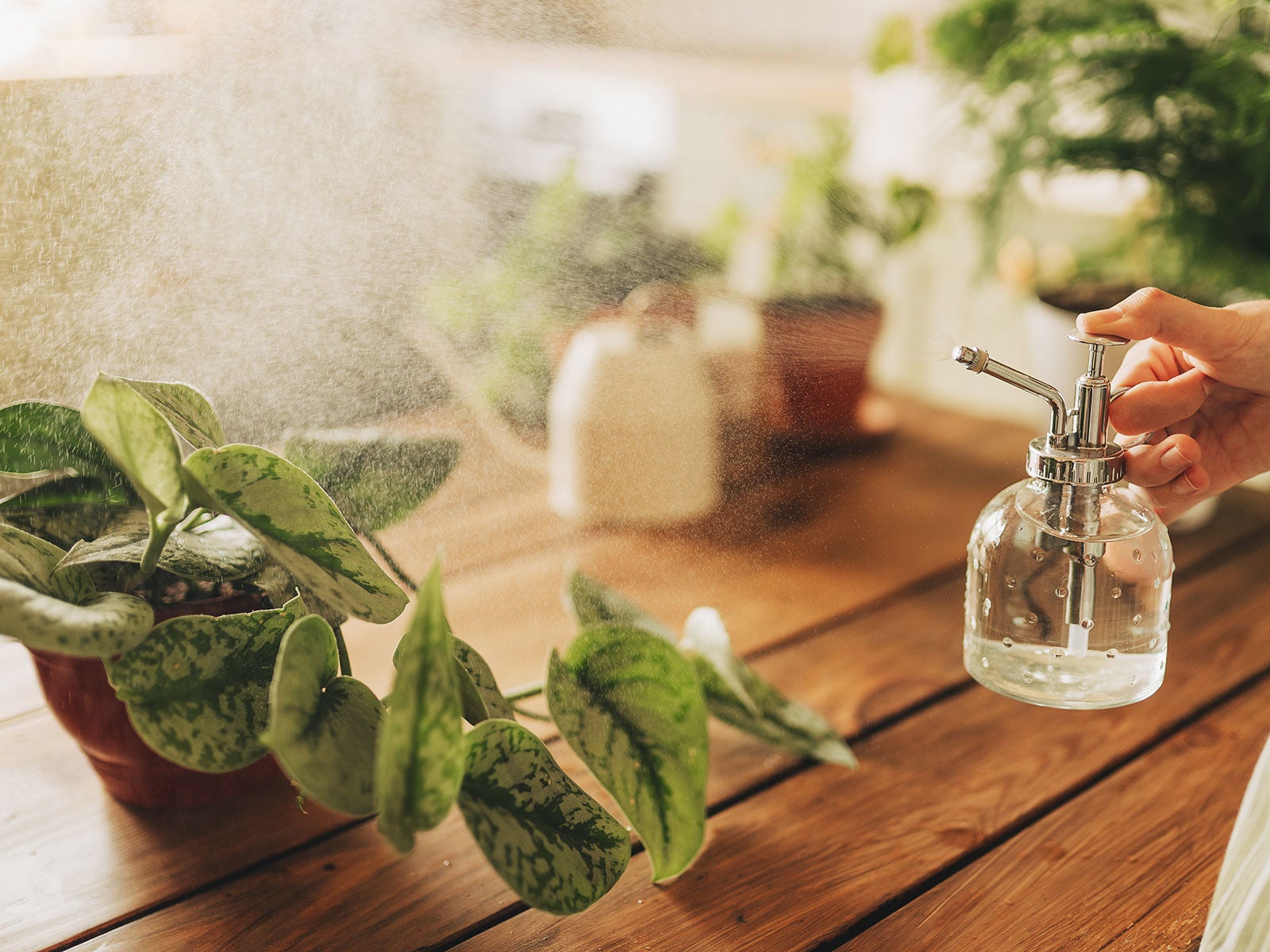 Find Out How Often To Water Indoor Plants Why Lightly Is Best