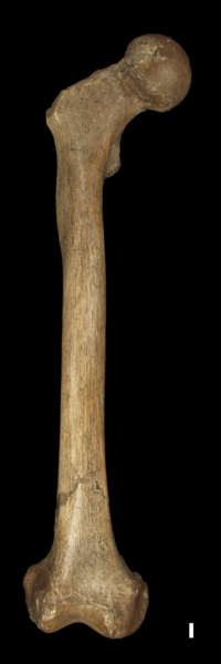 A close up of a large brown bone against a dark background