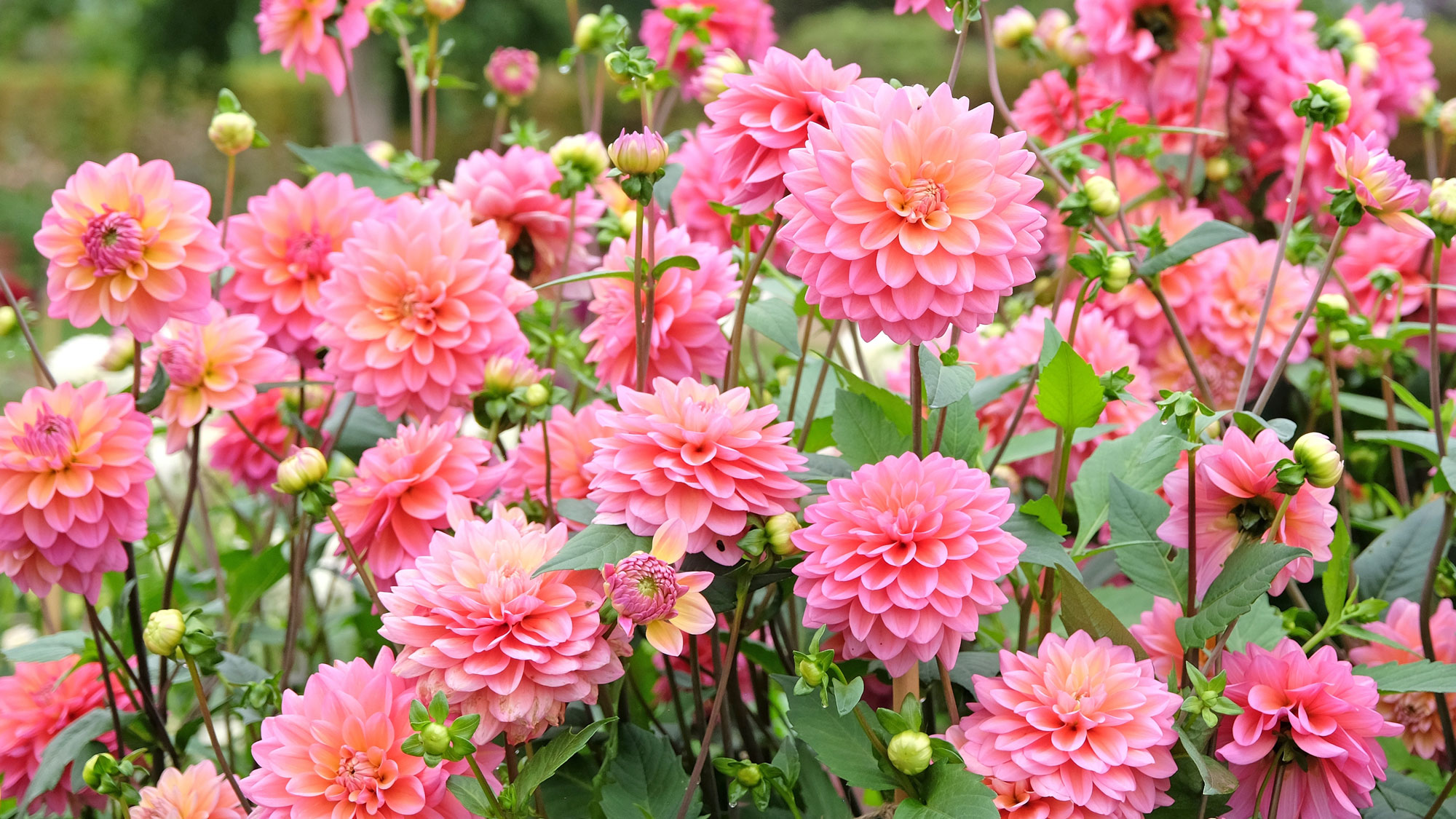 pink pompon ball dahlias in garden border