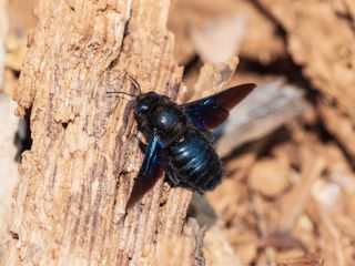 how to get rid of carpenter bees: Large violet carpenter bee on tree