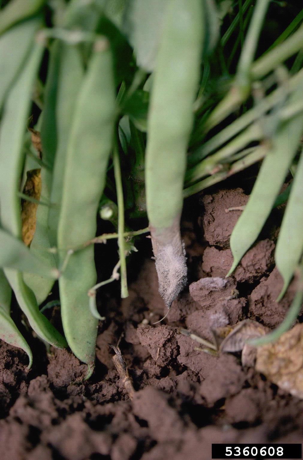 Mold On Bean Plants