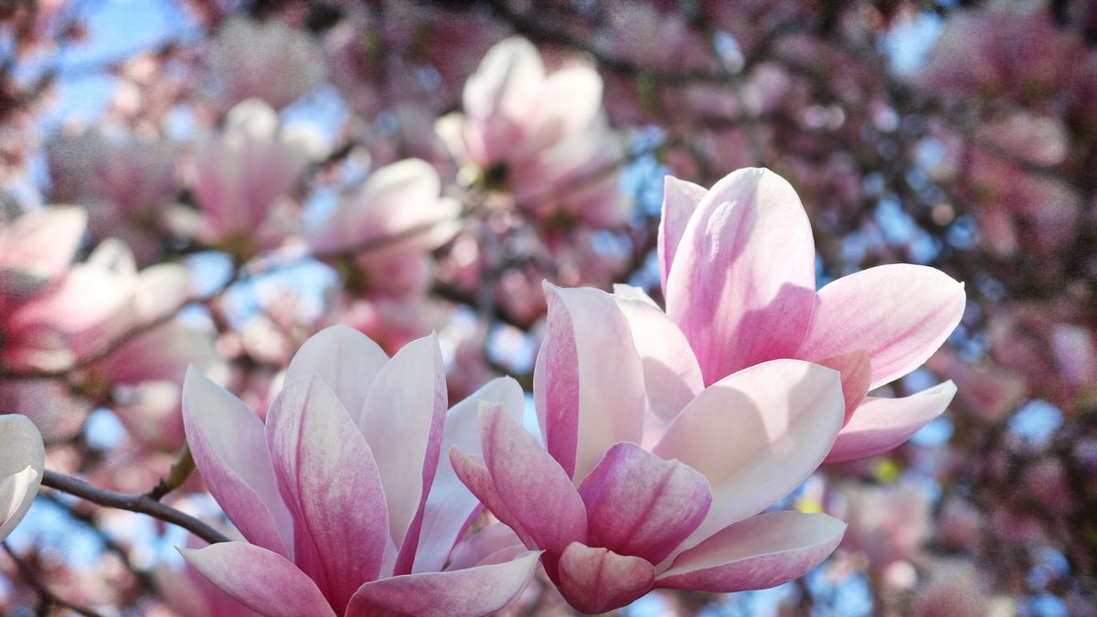 When to prune a magnolia tree – for abundant blooms
