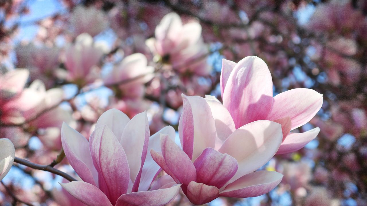 Pink magnolia blossom