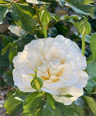 Pale creamy lemon Shirley's Bouquet rose in bloom