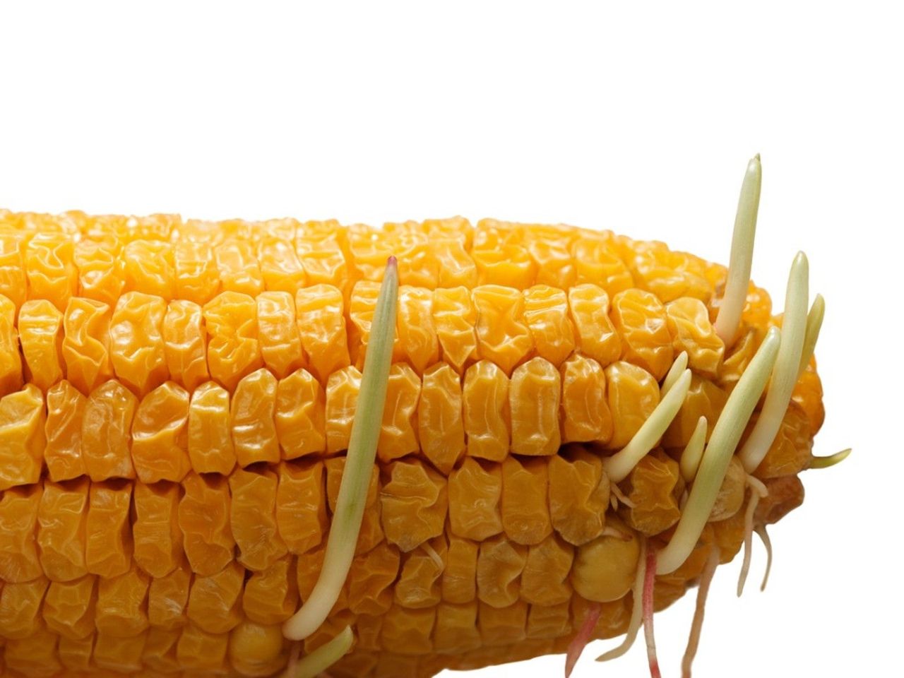 Closeup on an ear of yellow corn with several sprouts growing from it