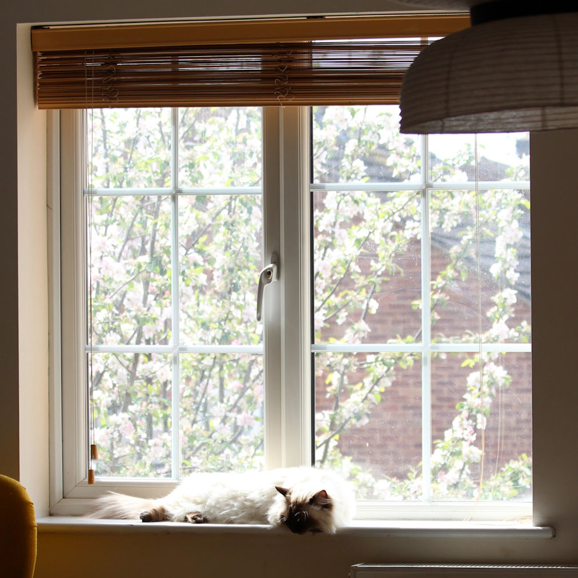 white cat relaxing on a windowsill