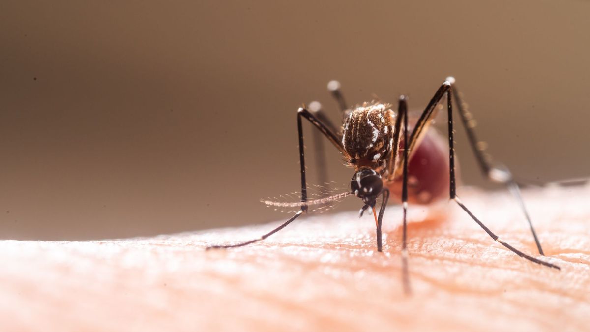 How To Make A Mosquito Trap 