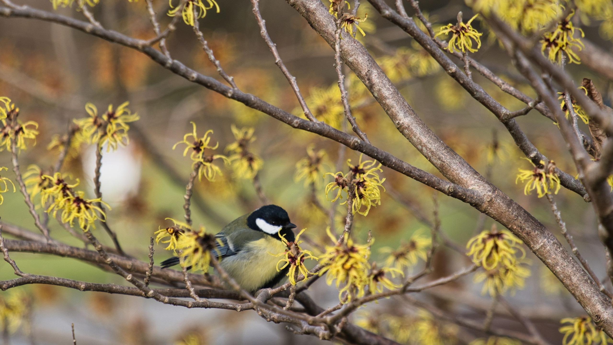 witch hazel fragrant shrub