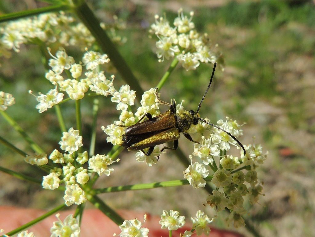 Pest On Lovage Plant