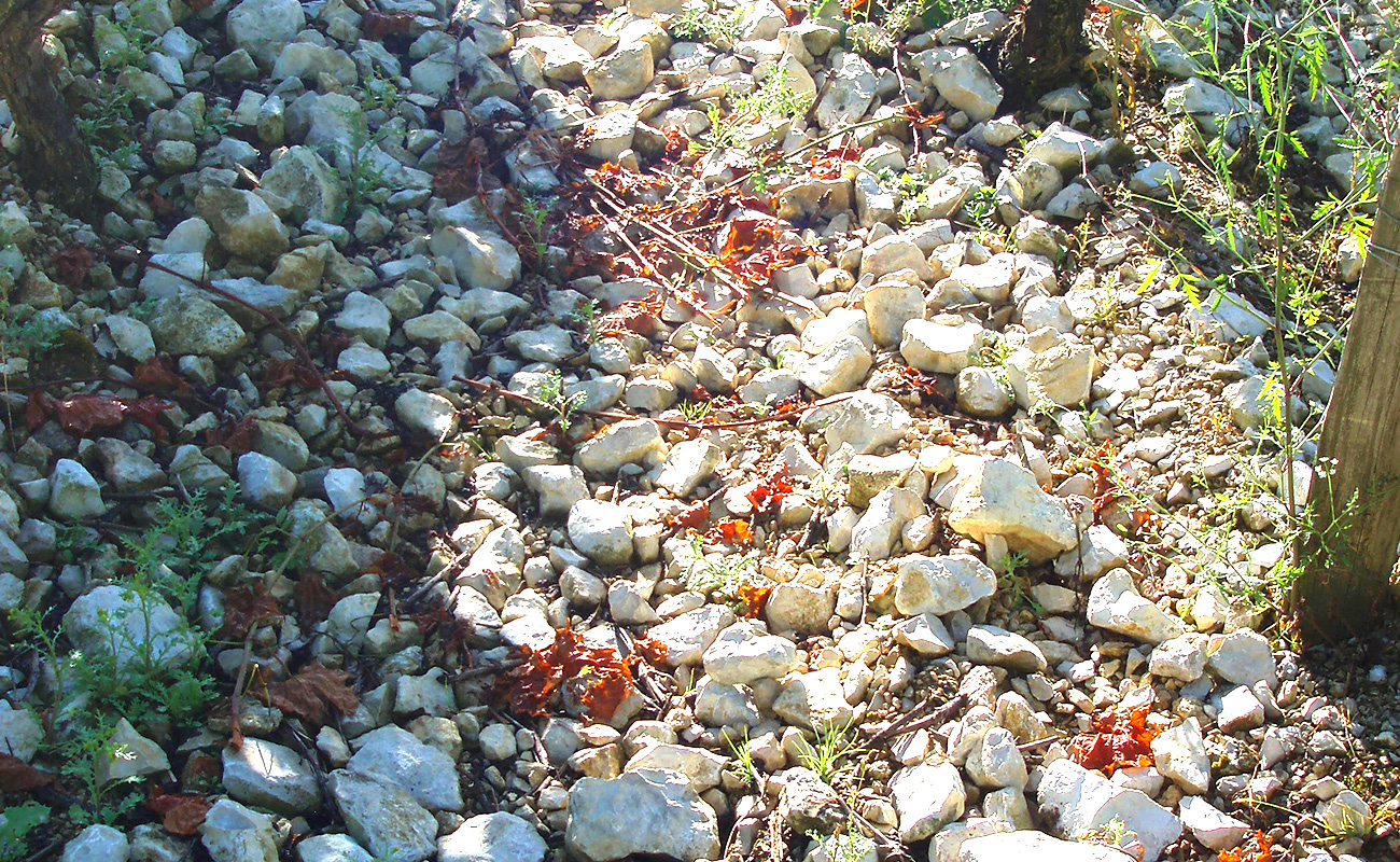 Chablis-Limestone-Soil-Professor-Alex-Maltman