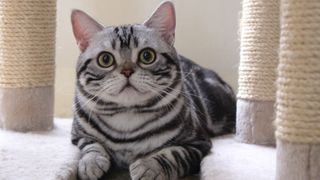 American shorthair