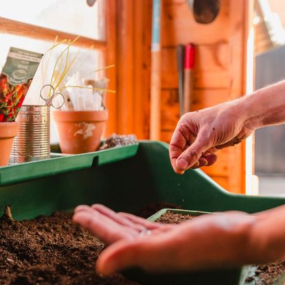 Hands planting seeds